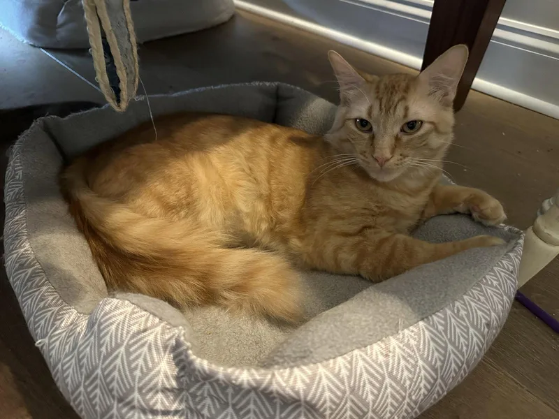An adult medium-sized male Domestic Short Hair cat named Goldie Years for adoption in Sterling, MA