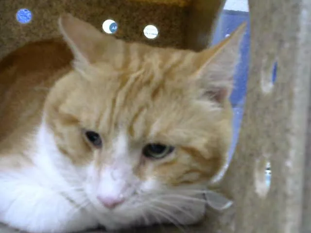 A young medium-sized male Domestic Short Hair cat named Finn for adoption in Albuquerque, NM