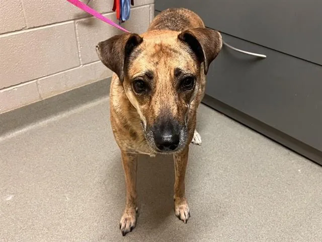 An adult medium-sized female Terrier dog named Piper for adoption in Colorado Springs, CO