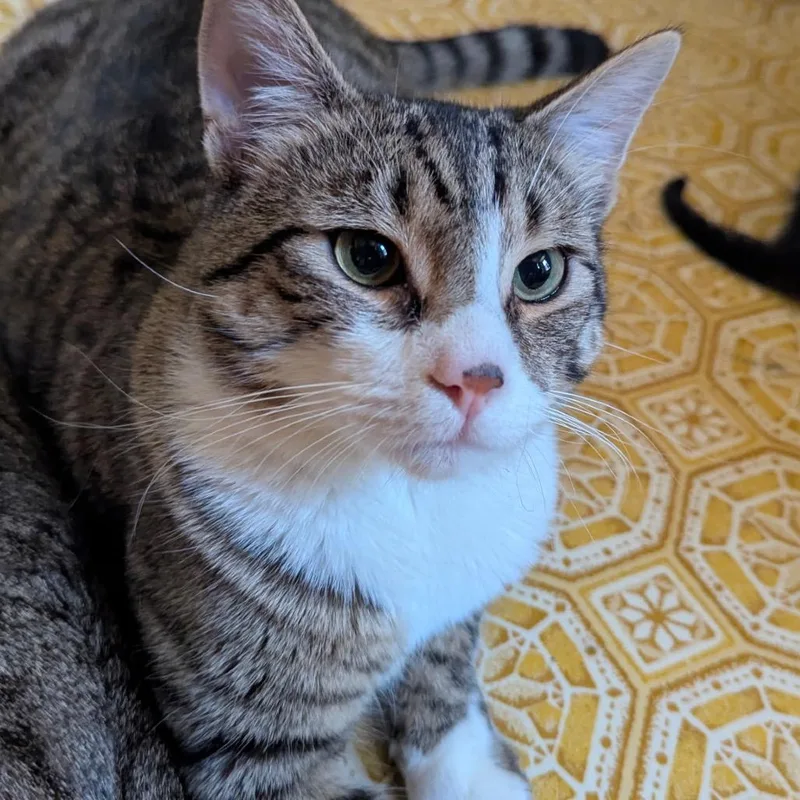An adult large-sized male Gray / Blue / Silver Domestic Short Hair cat named Buddy for adoption in Newark, NJ