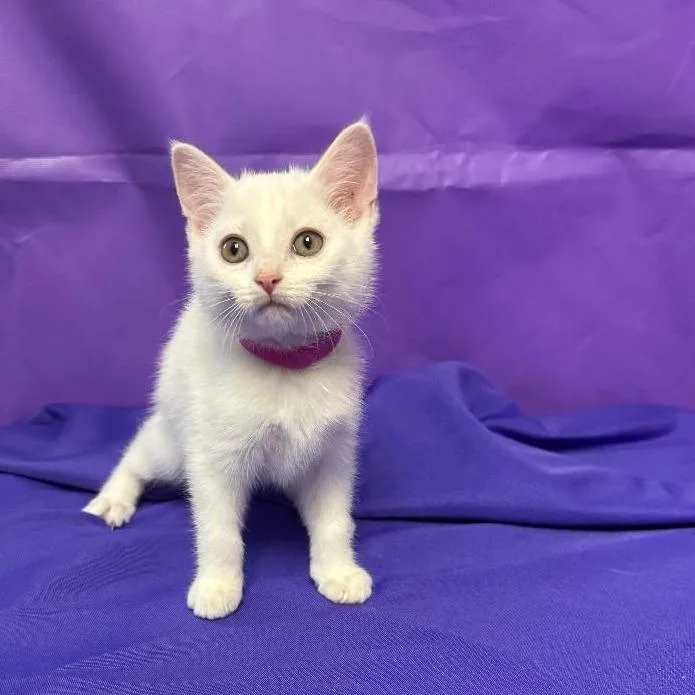 A baby small-sized female White Domestic Short Hair cat named Wendolyn for adoption in North Myrtle Beach, SC