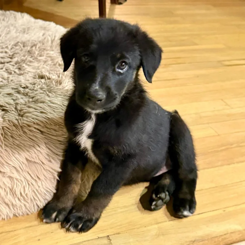 A baby small-sized female White / Cream Doberman Pinscher dog named Birdie for adoption in Austin, TX