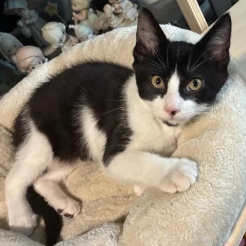 A baby small-sized male Black Domestic Short Hair cat named Three Musketeers for adoption in Springfield, IL