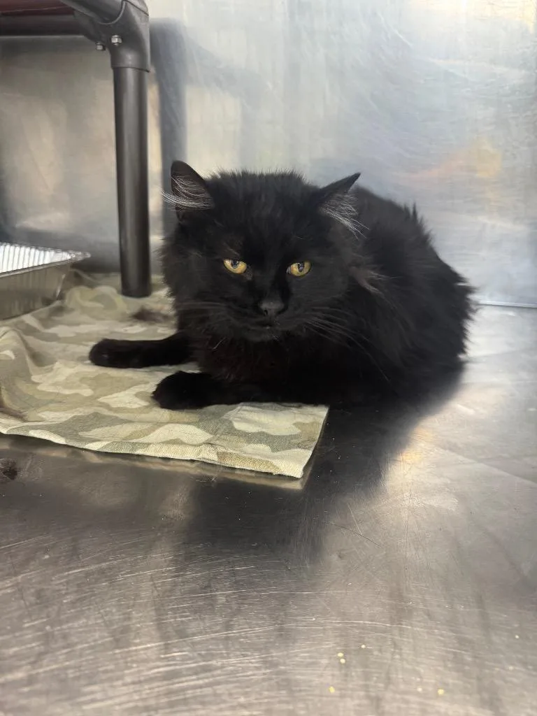 A young medium-sized male Domestic Medium Hair cat named Oliver Putnam The Third for adoption in Fort Lupton, CO