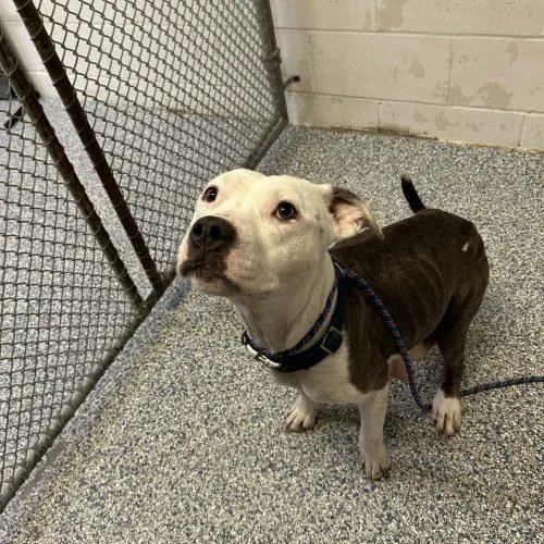 A young medium-sized female Bicolor Pit Bull Terrier dog named Ella Mae for adoption in Burlington, IA