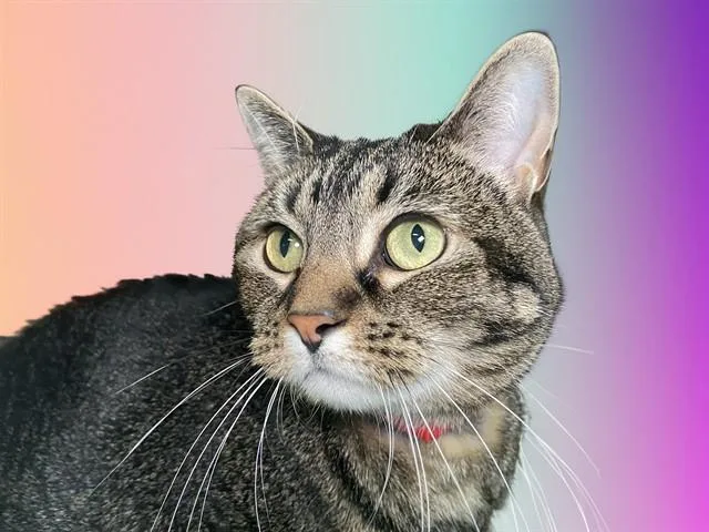 An adult medium-sized female Domestic Short Hair cat named Lea for adoption in Fort Lauderdale, FL