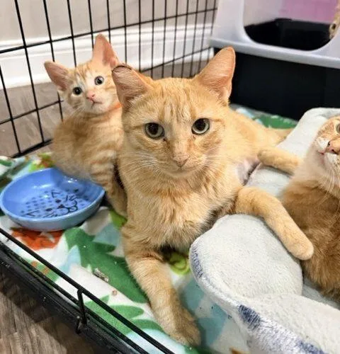An adult medium-sized female Tabby (Orange / Red) Domestic Short Hair cat named Mildred for adoption in Fishers, IN
