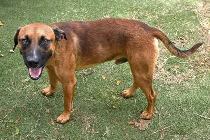 An adult medium-sized male Brown / Chocolate Black Mouth Cur dog named Jack Slade for adoption in Inverness, FL