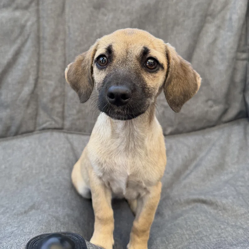 A baby small-sized male Chiweenie dog named Kettle for adoption in San Diego, CA