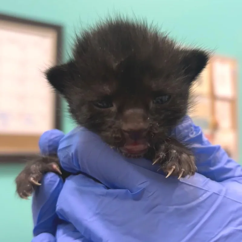 A baby small-sized female Black Domestic Short Hair cat named Glossary for adoption in Newark, DE