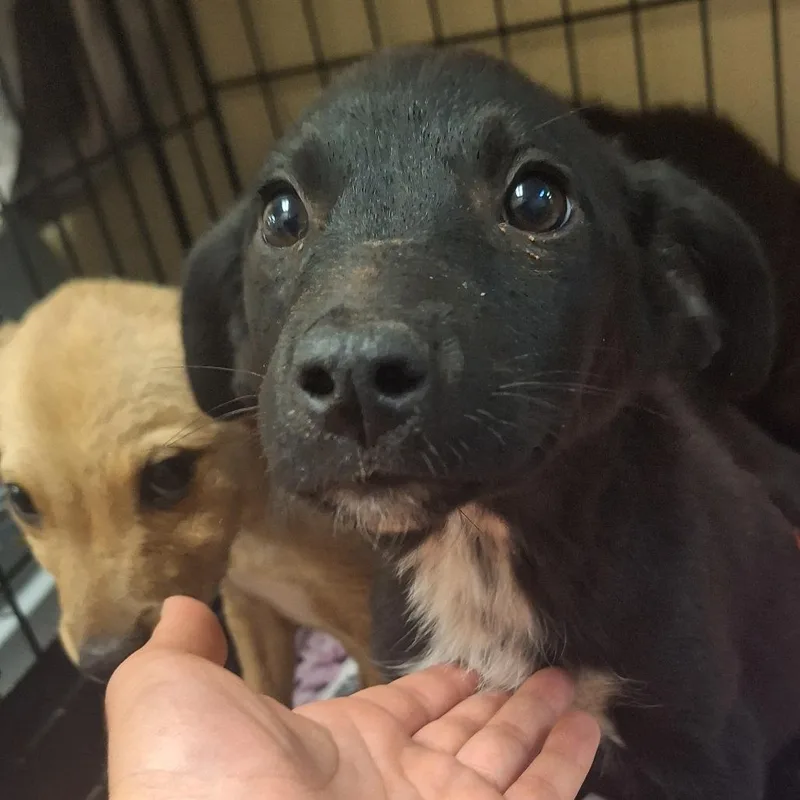 A baby small-sized female Black Shepherd dog named Samara for adoption in Flagstaff, AZ
