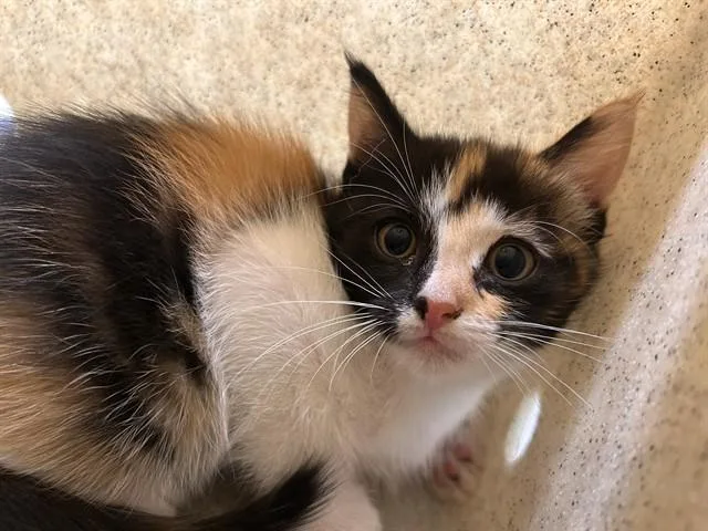 A baby small-sized female Domestic Short Hair cat named Subway for adoption in Riverside, CA