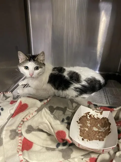 An adult small-sized female Domestic Short Hair cat named Meowdonna for adoption in Stockton, CA