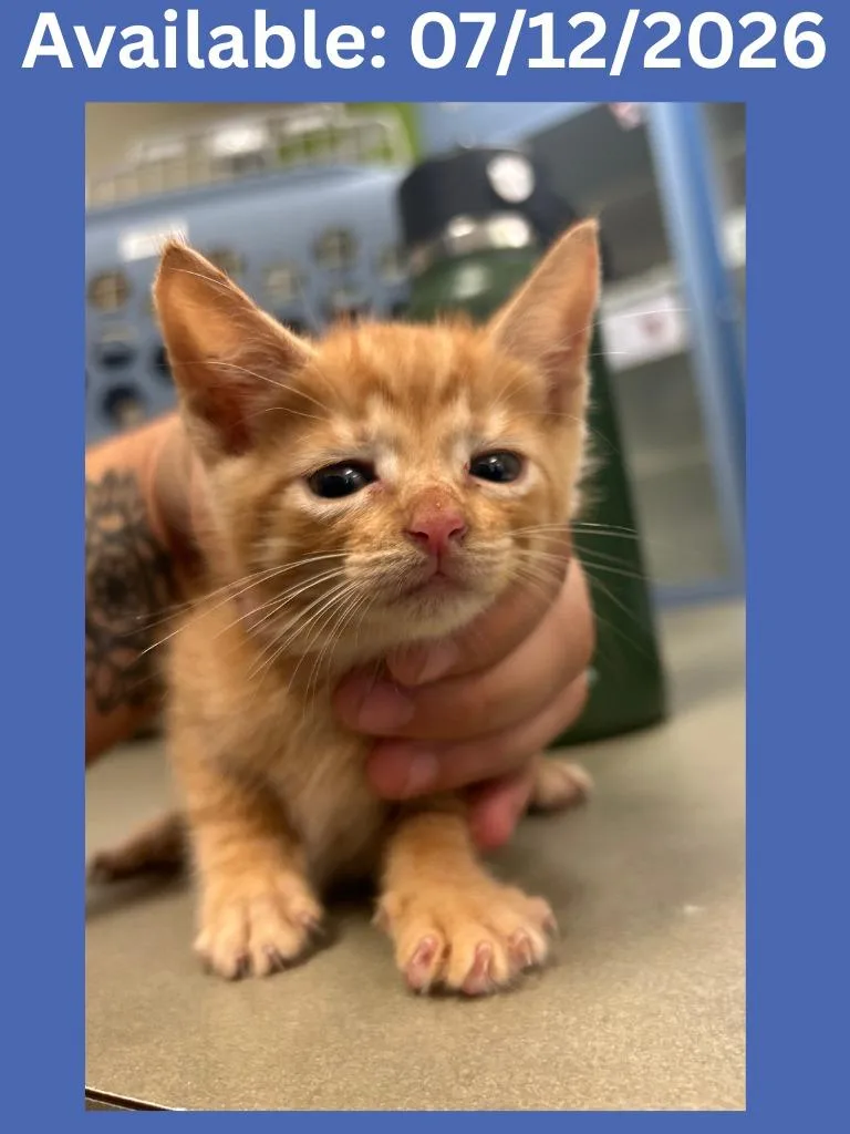 A baby medium-sized male Domestic Short Hair cat named Cat Condo for adoption in Greenville, TX