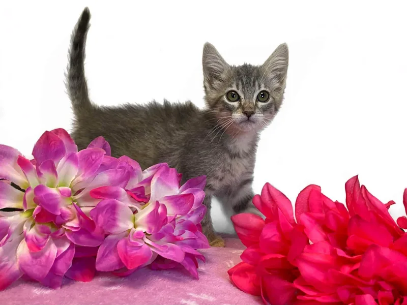 A baby medium-sized female Tabby (Gray / Blue / Silver) Domestic Short Hair cat named Moon And Stars for adoption in Graham, WA
