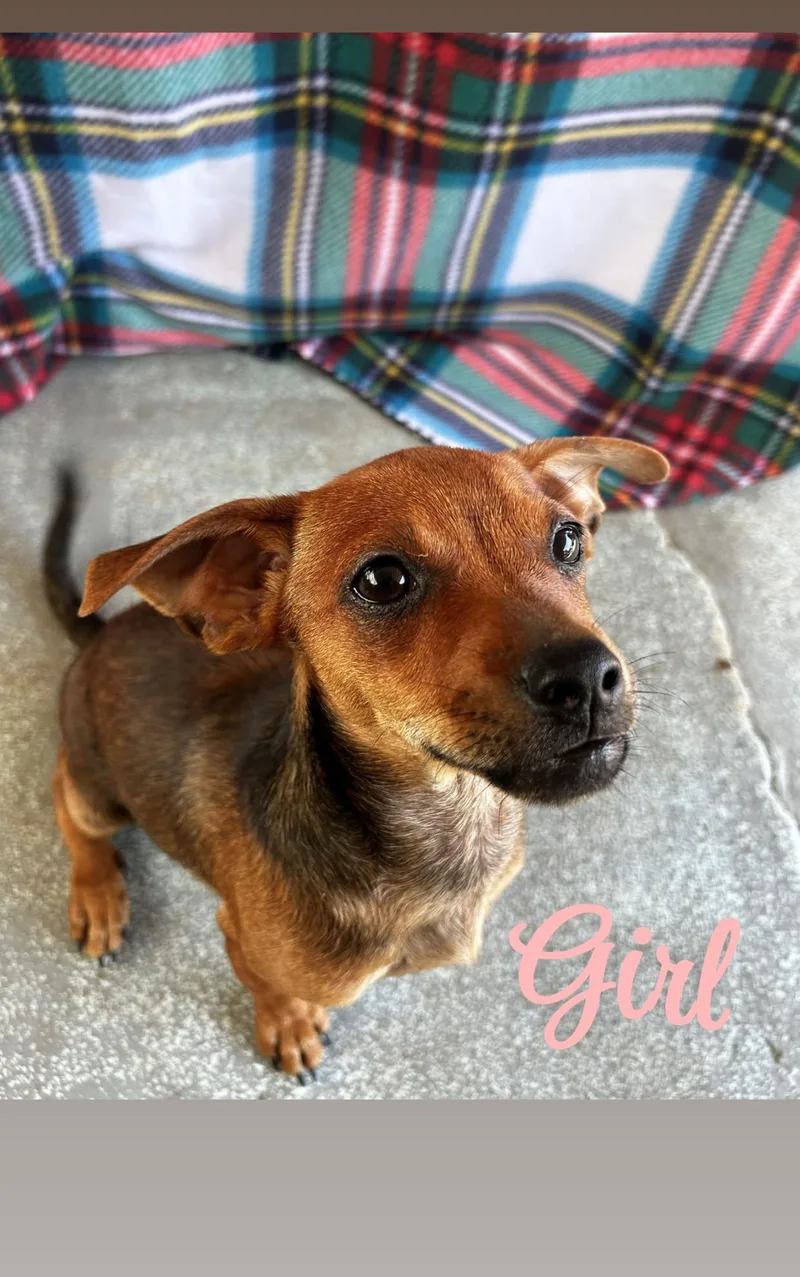 A baby small-sized female Brown / Chocolate Chiweenie dog named Susie for adoption in Oakdale, CA