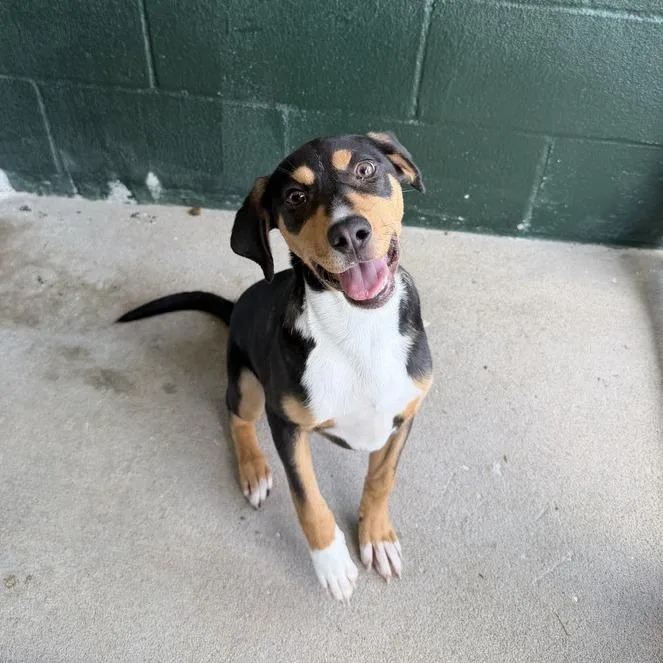 A baby small-sized female Black Hound dog named Smurfette for adoption in Carencro, LA