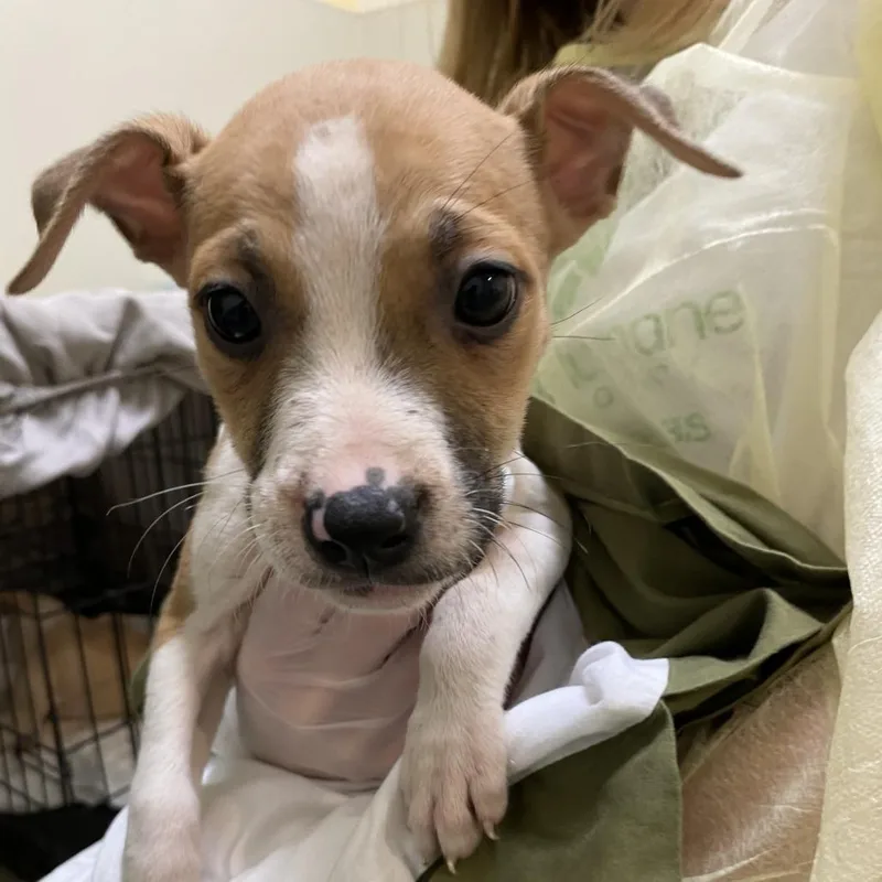A baby small-sized female Brown / Chocolate Mixed Breed dog named Tracker for adoption in Lynchburg, VA