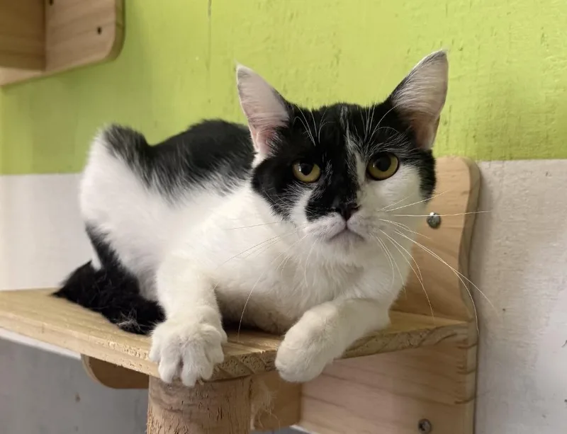 A young small-sized female Domestic Short Hair cat named Daisy for adoption in Lemoore, CA