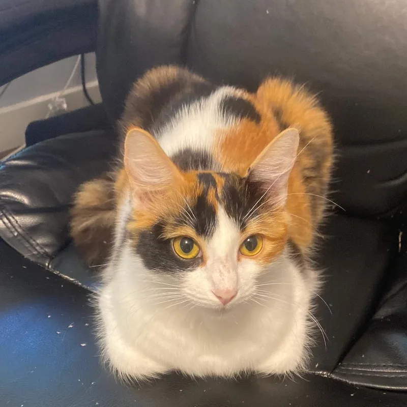 A young medium-sized female Calico Domestic Short Hair cat named Daisy for adoption in Houston, TX