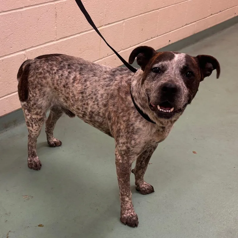 An adult large-sized male White / Cream Mixed Breed dog named Kareem for adoption in Memphis, TN