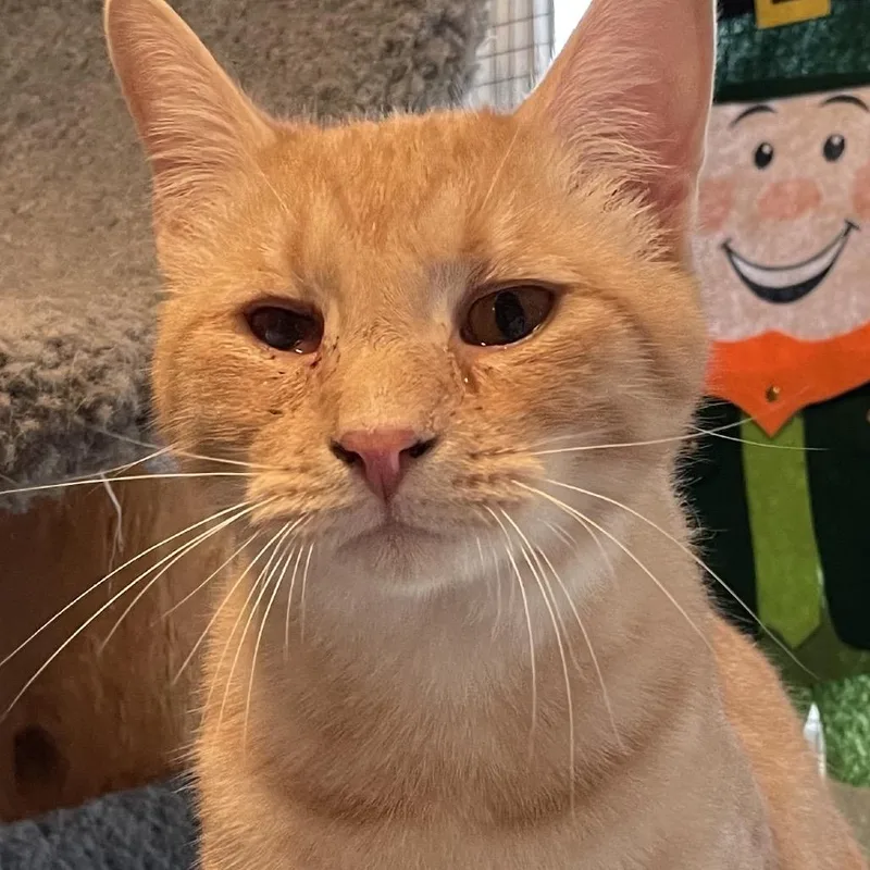 An adult large-sized male Buff / Tan / Fawn Domestic Short Hair cat named Gorgonzola for adoption in Calverton, NY
