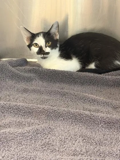 A baby small-sized male Domestic Short Hair cat named Dwight for adoption in Memphis, TN