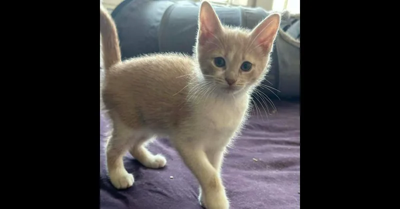 A baby small-sized female Domestic Short Hair cat named Skipper for adoption in Mishawaka, IN