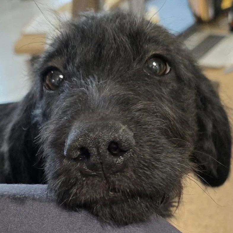 A baby medium-sized female Black Terrier dog named Lily for adoption in Chantilly, VA