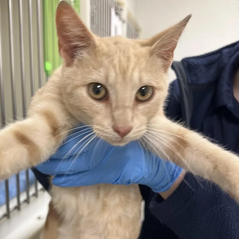 A baby small-sized male Orange / Red Domestic Short Hair cat named 71649 for adoption in Harrisonburg, VA