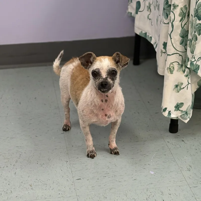 A senior small-sized female Chihuahua dog named Tink for adoption in Bardstown, KY