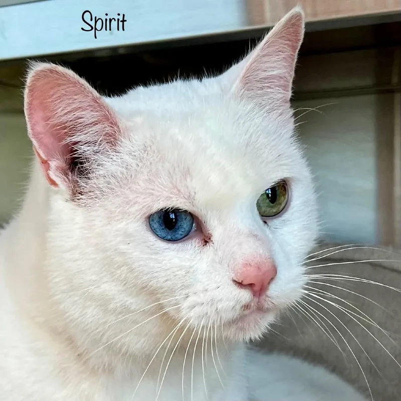 Spirit thumbnail 2