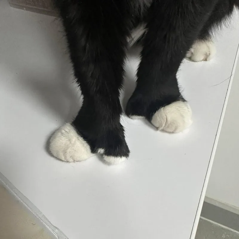 Squiggles thumbnail 2