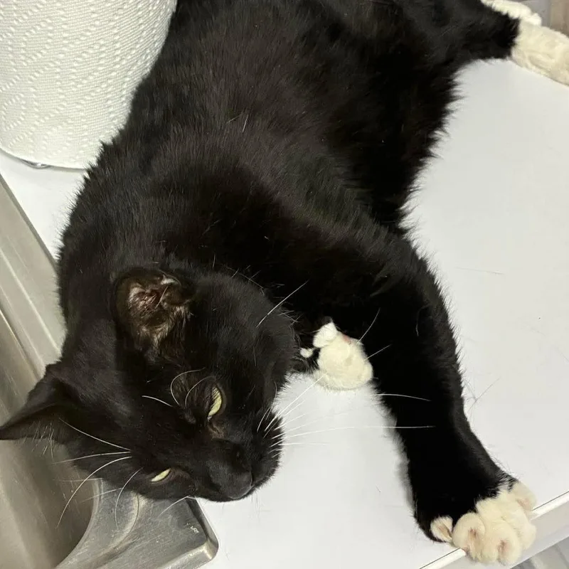 Squiggles thumbnail 3