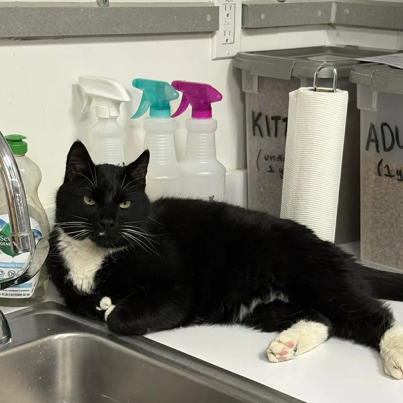 Squiggles thumbnail 4