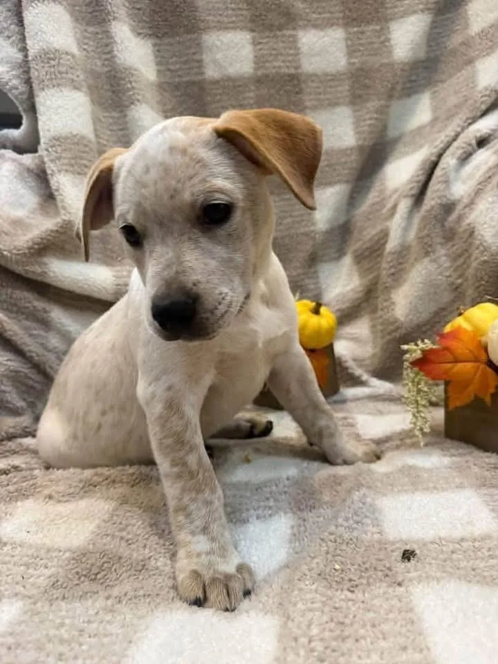 A baby medium-sized female Catahoula Leopard Dog dog named Denali Light Green for adoption in Charlotte, MI