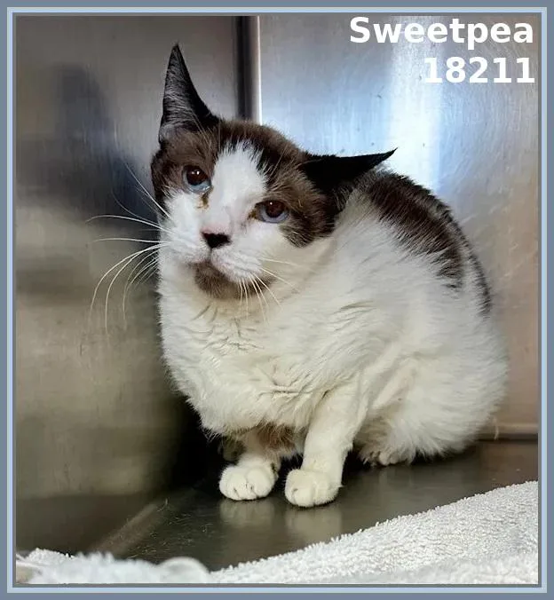 A senior medium-sized female Chocolate Point Domestic Short Hair cat named Sweetpea for adoption in Marietta, GA
