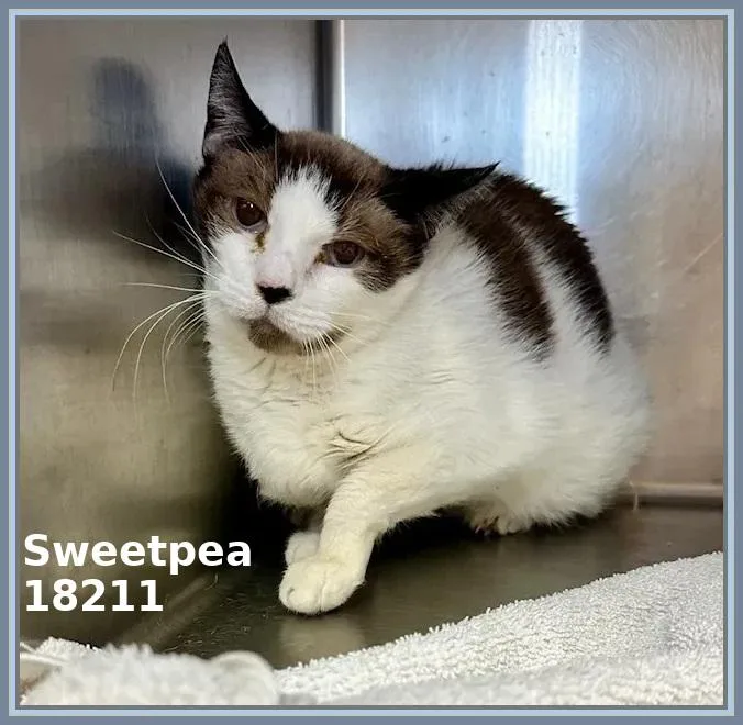 Sweetpea thumbnail 2