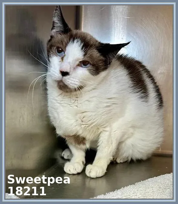 Sweetpea thumbnail 3