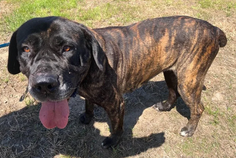 An adult extra large-sized female Mastiff dog named Nonnie for adoption in Penngrove, CA