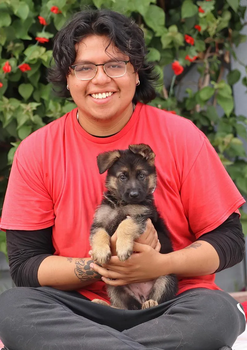 A baby large-sized female Black German Shepherd Dog dog named Chloe von Evessen for adoption in Los Angeles, CA