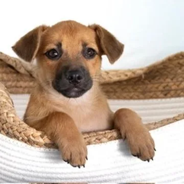 A baby medium-sized female Red / Chestnut / Orange Mixed Breed dog named Dorissmall Package for adoption in Lake Forest, IL