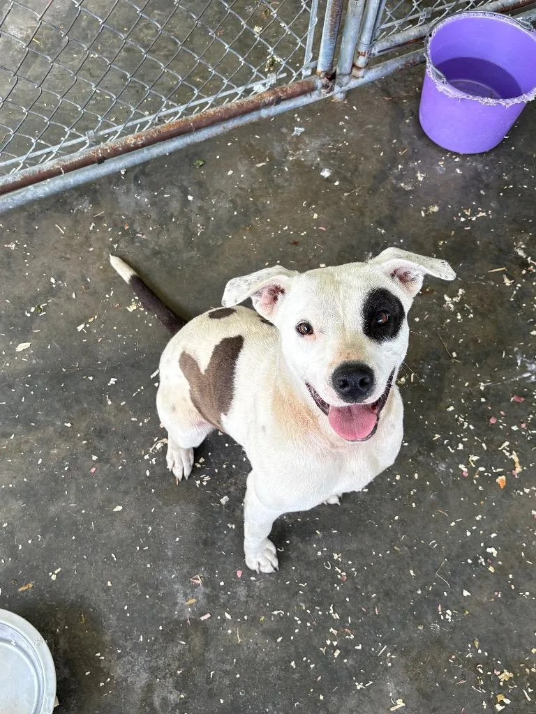A young medium-sized female Labrador Retriever dog named Lola for adoption in Greenwood, MS
