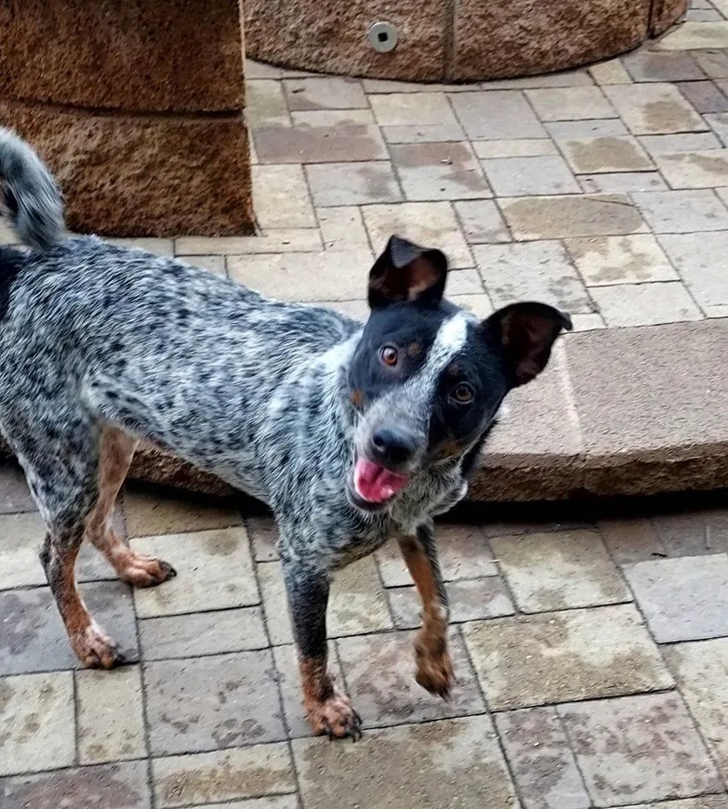An adult medium-sized female Australian Cattle Dog / Blue Heeler dog named Billie for adoption in Mentone, CA