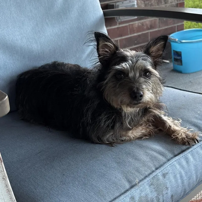 Scruffy Sam