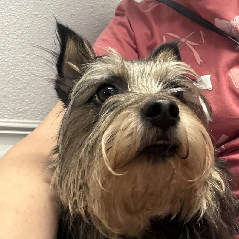 Scruffy Sam thumbnail 2
