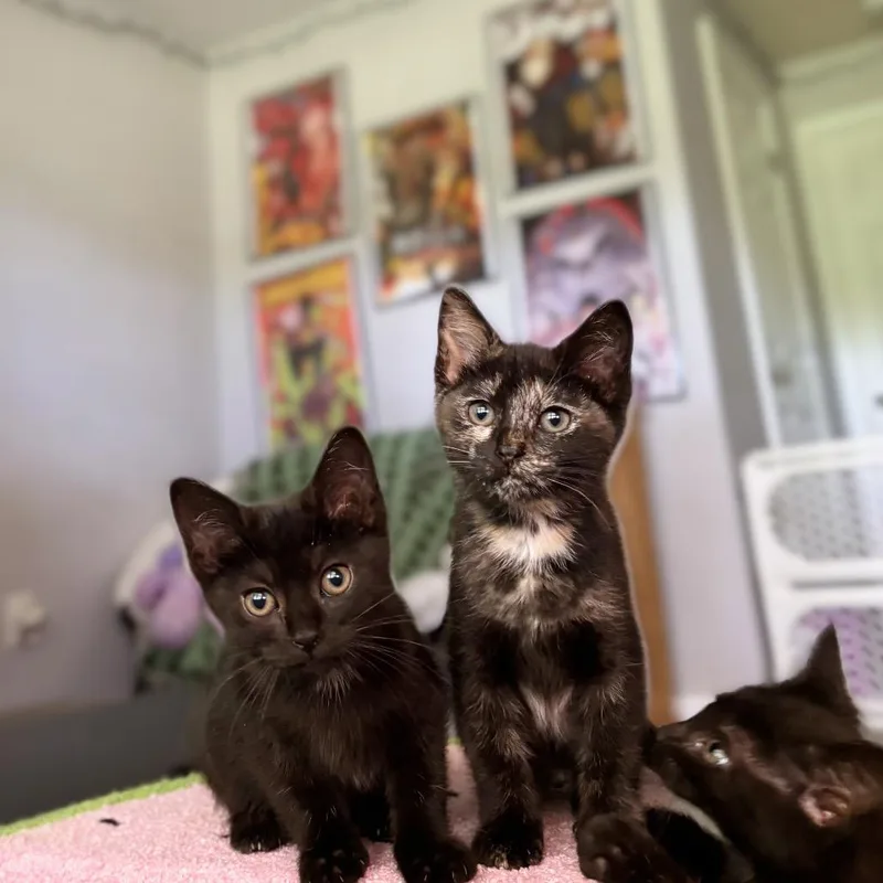 A baby small-sized female Black Domestic Short Hair cat named Glitter for adoption in Nashville, IN