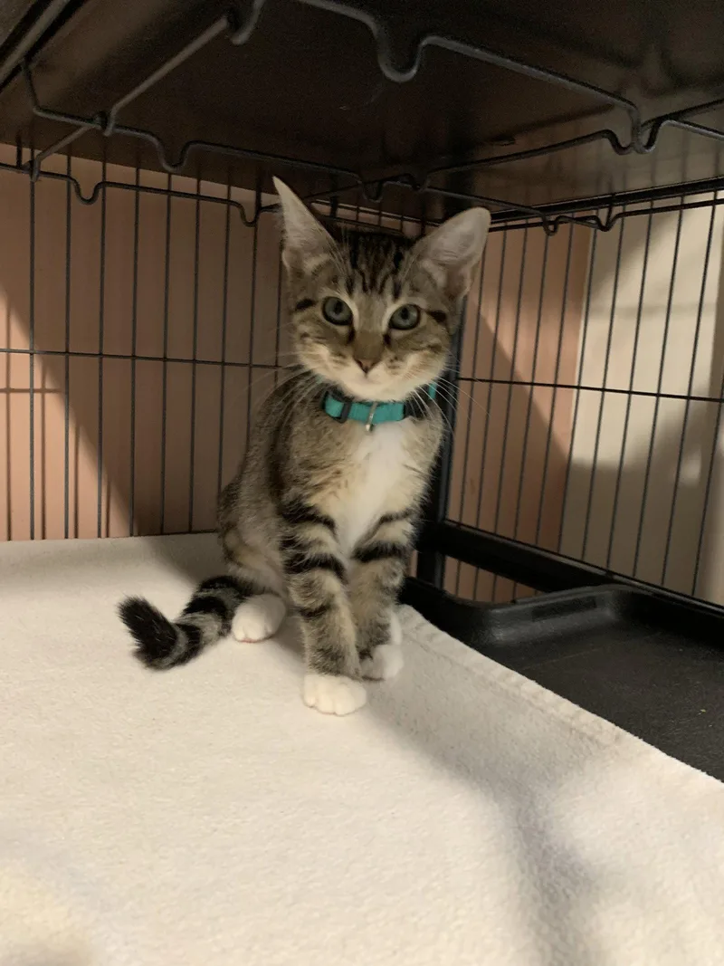 A baby medium-sized female Domestic Short Hair cat named Whitney for adoption in Sanford, FL