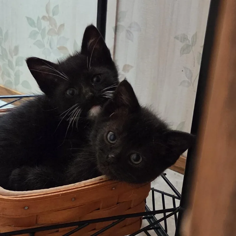 A baby small-sized male Domestic Short Hair cat named Daq Supreme for adoption in Baltimore, MD