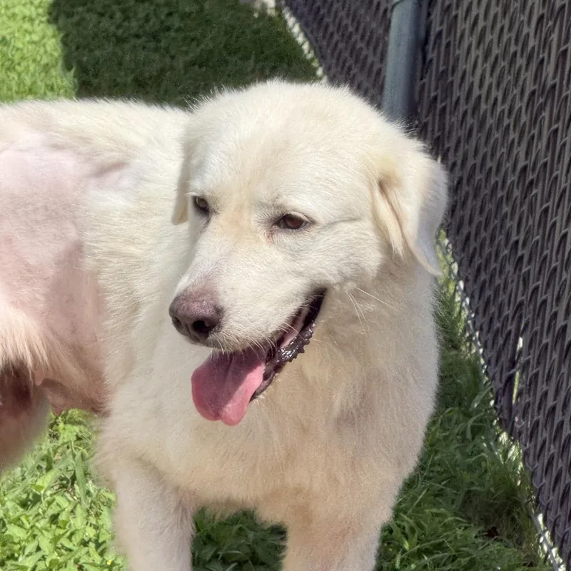 An adult medium-sized female Great Pyrenees dog named Osa for adoption in Brenham, TX
